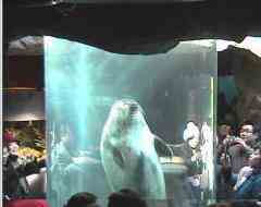 Asahiyama Zoo Animal Cams