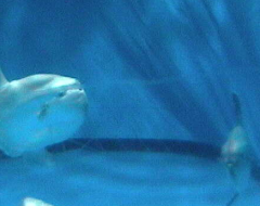 Oarai Aqua World Sharks and Molas Tank 